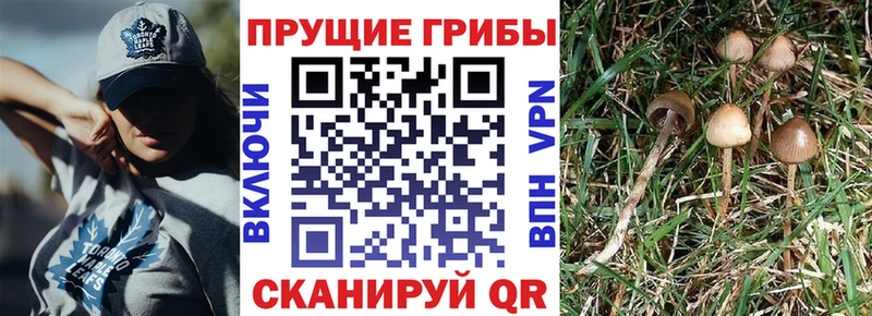 как найти   мега рабочий сайт  Галлюциногенные грибы Psilocybine cubensis  Жирновск 